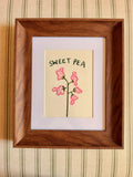 Sweet pea